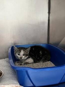 La Vista -  Domestic Short Hair Cat for Adoption in Fishers, Indiana - La Vista | PetCurious