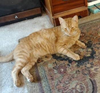 Goldie -  Tabby Cat for Adoption in Nashville, Tennessee - Goldie | PetCurious