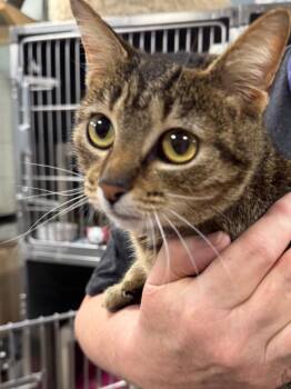 Domestic Short Hair Cats Available for Adoption in New Cumberland, West Virginia - Ava | PetCurious