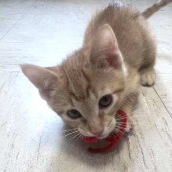 Obi-Wan Kenobi -  Domestic Short Hair Cat for Adoption in Flagstaff, Arizona - Obi-Wan Kenobi | PetCurious