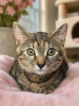 Aura -  Domestic Medium Hair Cat for Adoption in Oviedo, Florida - Aura | PetCurious