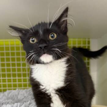 Leo -  Domestic Short Hair Cat for Adoption in Midland, Texas - Leo | PetCurious