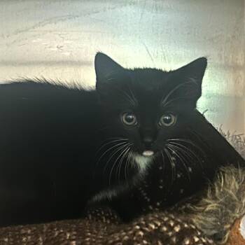 Dr. Pepper -  Domestic Short Hair Cat for Adoption in Charlottesville, Virginia - Dr. Pepper | PetCurious