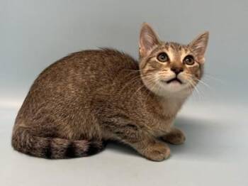 Sonny -  Domestic Short Hair Cat for Adoption in Golden Valley, Minnesota - Sonny | PetCurious