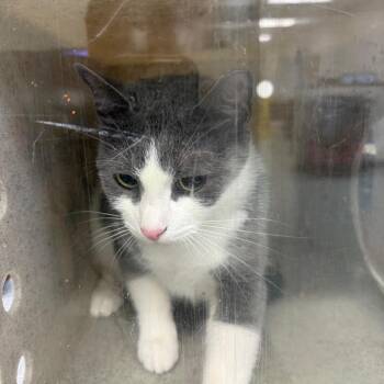 Big Cinder -  Domestic Short Hair Cat for Adoption in Philadelphia, Pennsylvania - Big Cinder | PetCurious