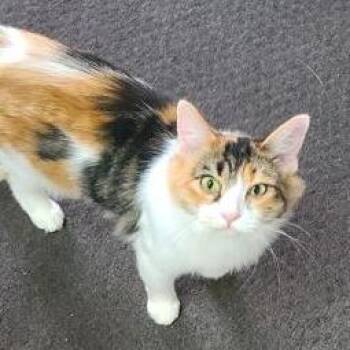 Domestic Long Hair Cats Available for Adoption in Russellville, Kentucky - Bao | PetCurious
