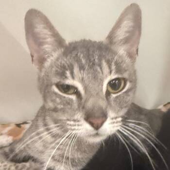 Domestic Short Hair Cats Available for Adoption in Phoenix, Arizona - Brenda | PetCurious