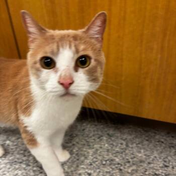 Domestic Short Hair Cats Available for Adoption in Ottawa, Kansas - Waffles | PetCurious