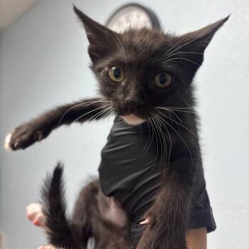Domino -  Domestic Short Hair Cat for Adoption in Riverside, California - Domino | PetCurious