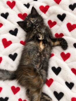 Bunny Boo -  Domestic Short Hair Cat for Adoption in Corpus Christi, Texas - Bunny Boo | PetCurious