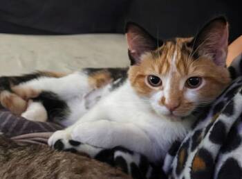 Rey -  Calico Cat for Adoption in Duxbury, Massachusetts - Rey | PetCurious