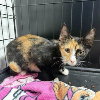 Ophelia -  Calico Cat for Adoption in Edmond, Oklahoma - Ophelia | PetCurious