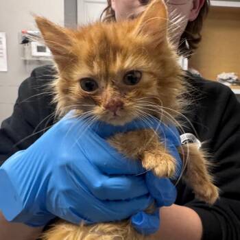 Domestic Medium Hair Cats Available for Adoption in Greenville, South Carolina - Robin | PetCurious