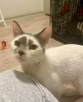 Taz -  Domestic Short Hair Cat for Adoption in Mauldin, South Carolina - Taz | PetCurious