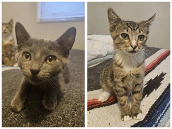 Rescue Domestic Short Hair Cats for Adoption in Minneapolis, Minnesota - Larry & Jerry | PetCurious