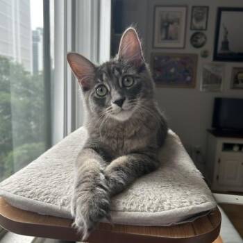 Benny-Must be adopted with Fish -  Domestic Medium Hair Cat for Adoption in Toronto, Ontario - Benny-Must Be Adopted With Fish | PetCurious