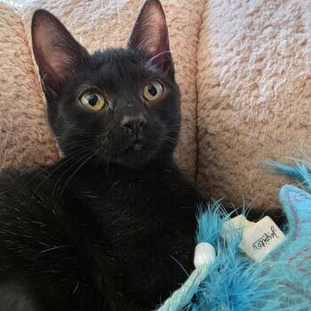 Rosie -  Domestic Short Hair Cat for Adoption in Sandy Springs, Georgia - Rosie | PetCurious