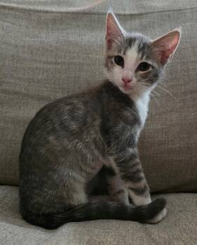 Sassy Sassafras -  Domestic Short Hair Cat for Adoption in Frisco, Texas - Sassy Sassafras | PetCurious