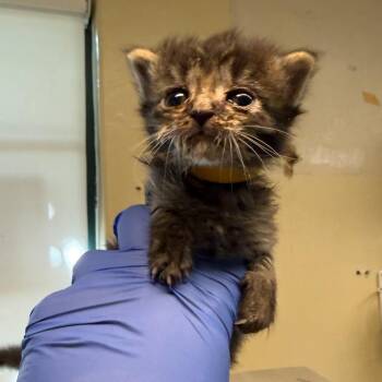 Domestic Short Hair Cats Available for Adoption in Pasadena, California - Hazel | PetCurious