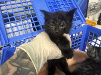 Domestic Short Hair Cats Available for Adoption in Santa Fe, New Mexico - PANTHER | PetCurious