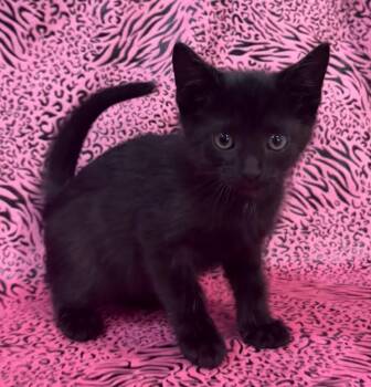 Rescue Domestic Short Hair Cats for Adoption in Tillsonburg, Ontario - MURPHY | PetCurious