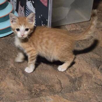 Snips -  Domestic Short Hair Cat for Adoption in San Antonio, Texas - Snips | PetCurious