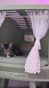 Tiptoe -  Domestic Short Hair Cat for Adoption in Ferndale, Michigan - Tiptoe | PetCurious