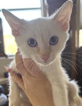 Sumerian -  Domestic Short Hair Cat for Adoption in Albuquerque, New Mexico - Sumerian | PetCurious