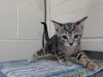 BITZY -  Domestic Short Hair Cat for Adoption in Orlando, Florida - BITZY | PetCurious