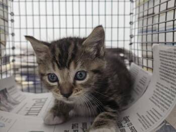 Domestic Short Hair Cats Available for Adoption in Fort Lauderdale, Florida - BELFAST | PetCurious