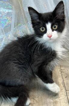 Rescue Domestic Medium Hair and Domestic Short Hair Cats for Adoption in Shreveport, Louisiana - Jitters | PetCurious