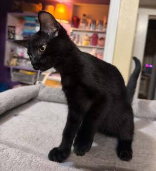 Little Dove -  Bombay Cat for Adoption in Waxahachie, Texas - Little Dove | PetCurious