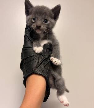 Rita -  Domestic Short Hair Cat for Adoption in Oakland, California - Rita | PetCurious