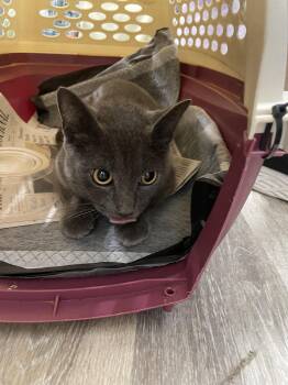 Amore Mia -  Domestic Short Hair Cat for Adoption in Trenton, New Jersey - Amore Mia | PetCurious