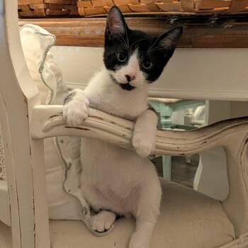 Argo -  Domestic Short Hair Cat for Adoption in Oceanside, California - Argo | PetCurious