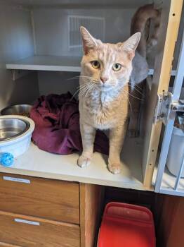 Rescue Domestic Short Hair Cats for Adoption in Shippenville, Pennsylvania - McBride | PetCurious