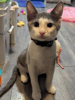 Rescue Domestic Short Hair Cats for Adoption in Ball Ground, Georgia - Chandler | PetCurious