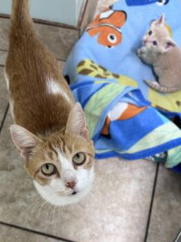 Domestic Short Hair Cats Available for Adoption in Gainesville, Florida - Moxie | PetCurious