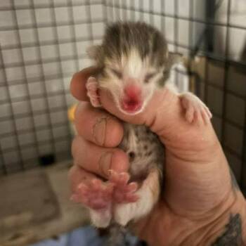 Domestic Short Hair Cats Available for Adoption in Sioux Falls, South Dakota - Bowie | PetCurious