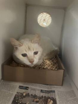 Siamese Cats Available for Adoption in Long Beach, California - GRETEL | PetCurious