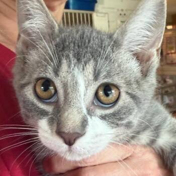 Domestic Short Hair Cats Available for Adoption in Calverton, New York - Bashful | PetCurious