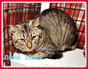 DAVID(ALSO SEE TRAVELERS&BARRY) -  Domestic Short Hair Cat for Adoption in Marietta, Georgia - DAVID(ALSO SEE TRAVELERS&BARRY) | PetCurious