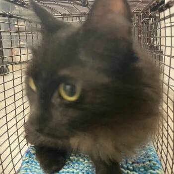 Marjorie -  Domestic Long Hair Cat for Adoption in Des Moines, Iowa - Marjorie | PetCurious