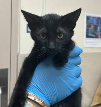 Band #2 -  Domestic Short Hair Cat for Adoption in Honolulu, Hawaii - Band #2 | PetCurious