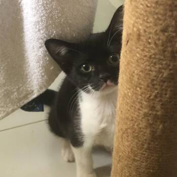 Abby -  American Shorthair Cat for Adoption in Freeport, Florida - Abby | PetCurious