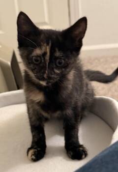 Tortoiseshell Cats Available for Adoption in Woodinville, Washington - Nova | PetCurious