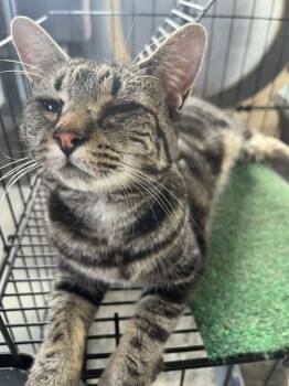 Miss Molly -  Tabby and Domestic Short Hair Cat for Adoption in Crescent City, Florida - Miss Molly | PetCurious