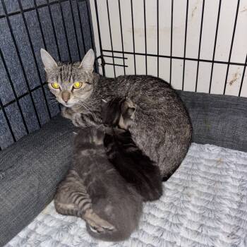 Rescue American Shorthair Cats for Adoption in New York, New York - Maddie | PetCurious