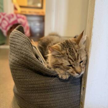 Tom -  Domestic Medium Hair Cat for Adoption in Ramona, California - Tom | PetCurious