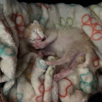 Marshal (Snuggles) -  Domestic Short Hair Cat for Adoption in Denver, Colorado - Marshal (Snuggles) | PetCurious
